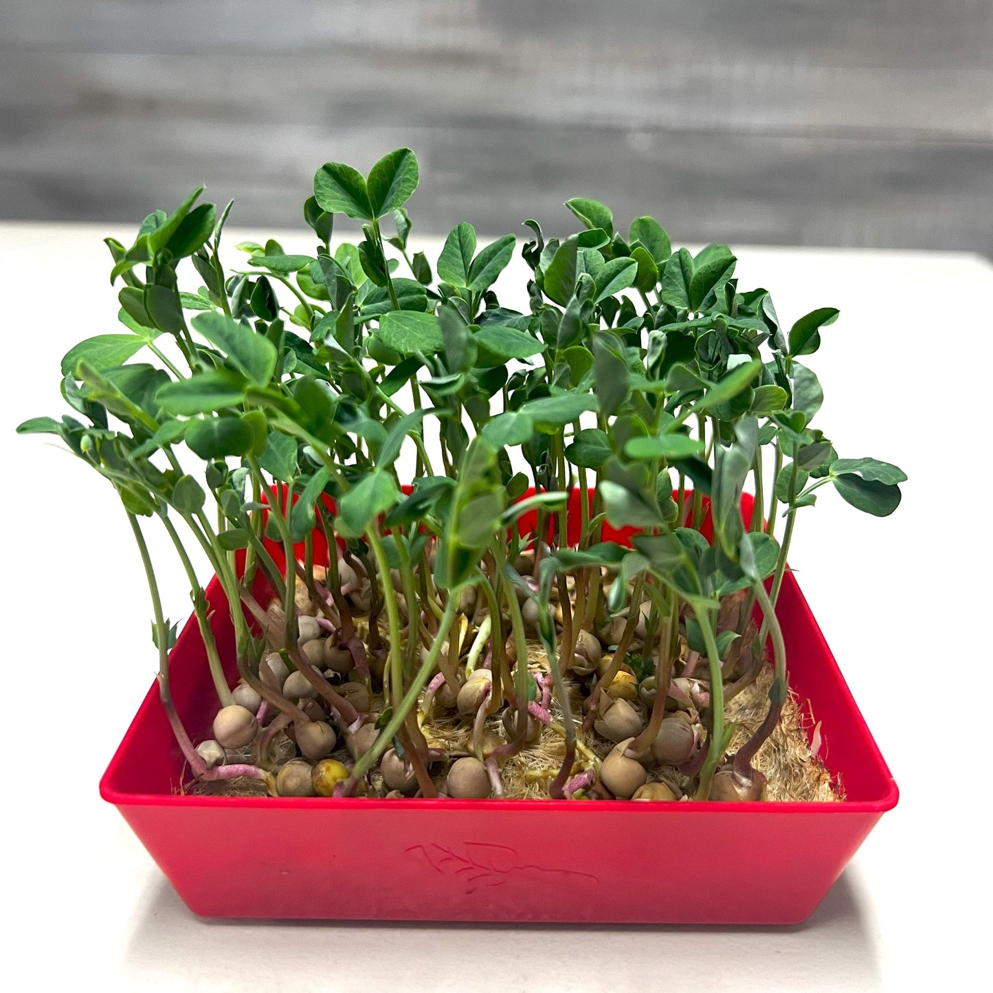  5x5 Shallow Microgreen Tray