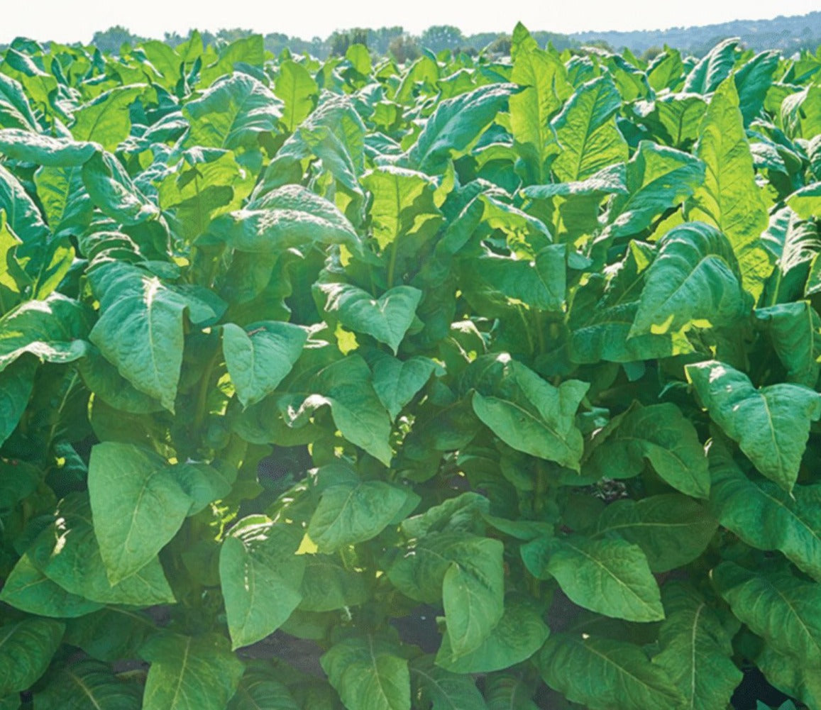  Heritage Gold (Burley) Tobacco
