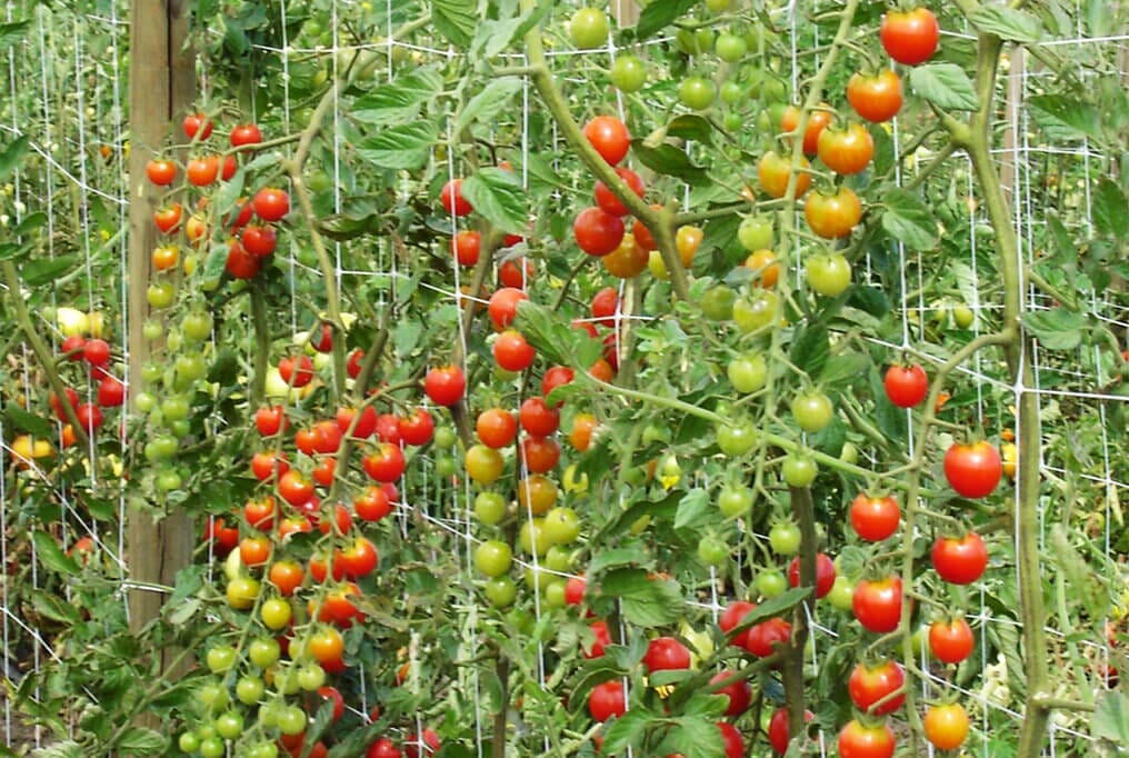  Hortonova Trellis Netting 59" X 100'