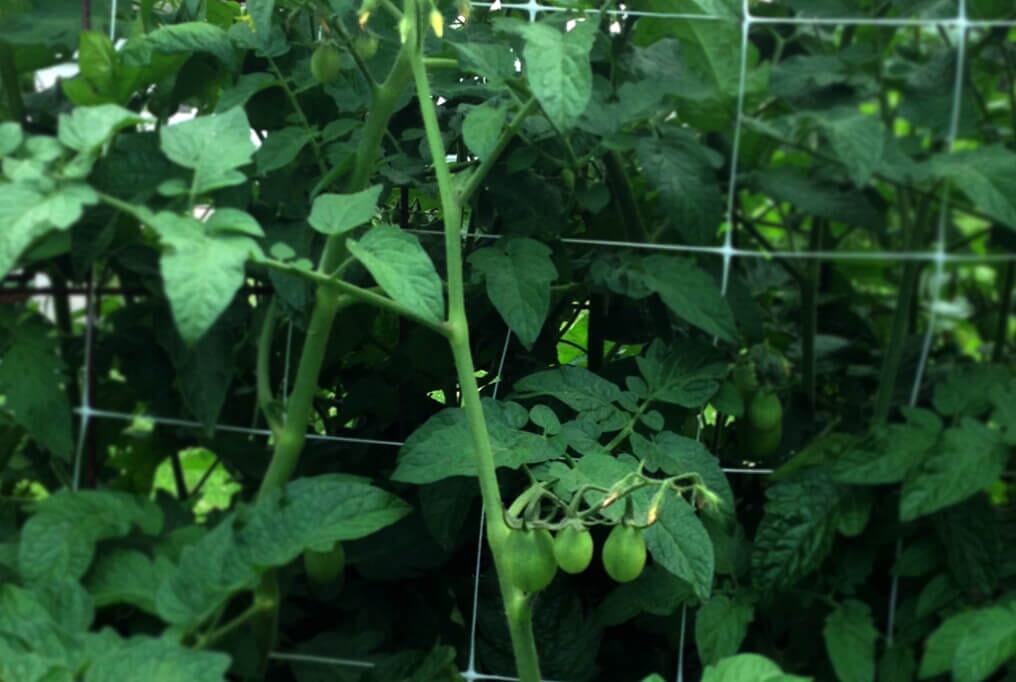  Hortonova Trellis Netting 48" X 50'