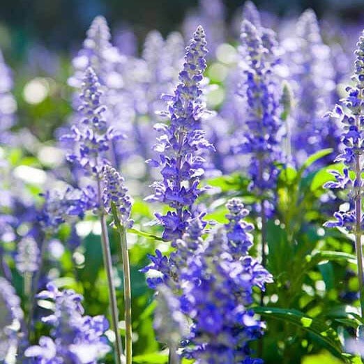  Hyssop