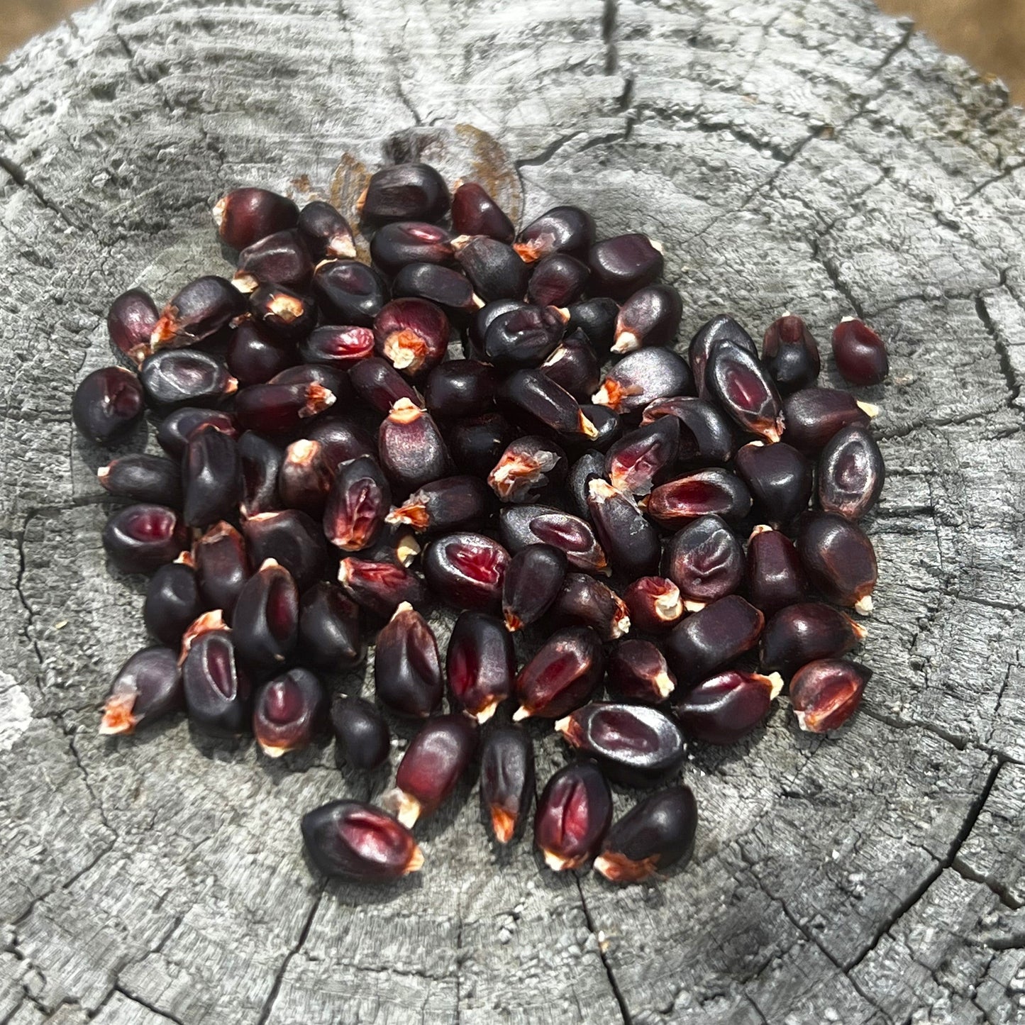  Popcorn Microgreens