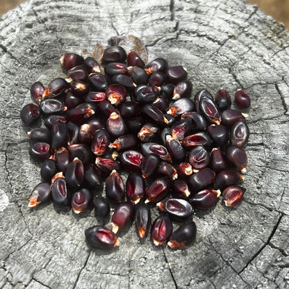  Popcorn Microgreens