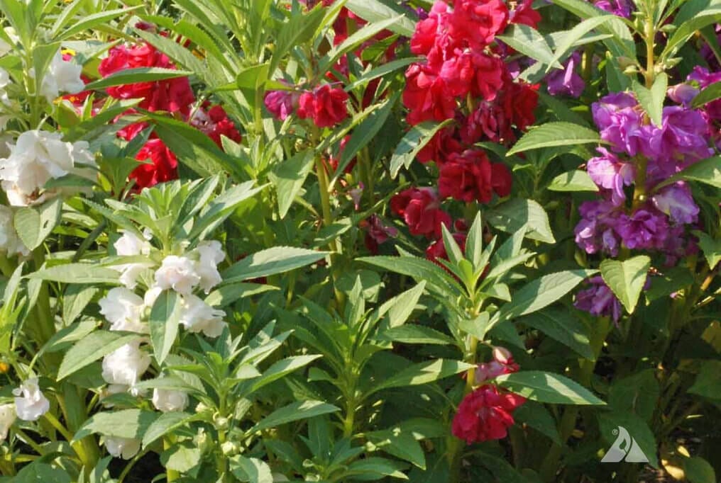  Impatiens Camellia Mix