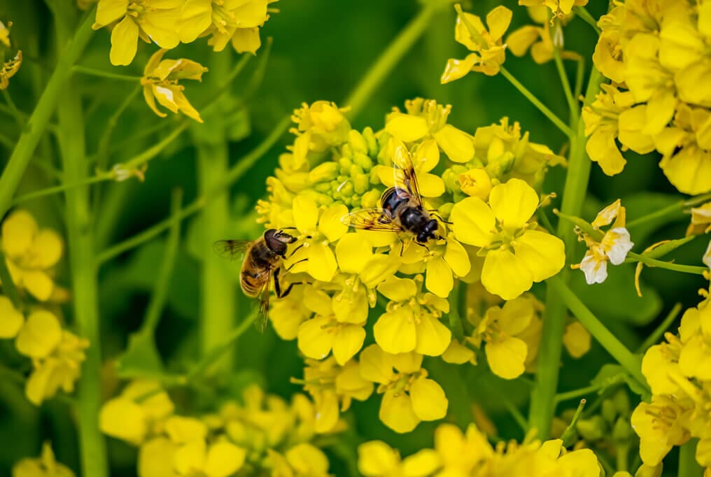  Kodiak Brown Mustard