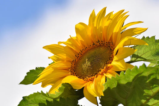  Kong Giant Sunflower