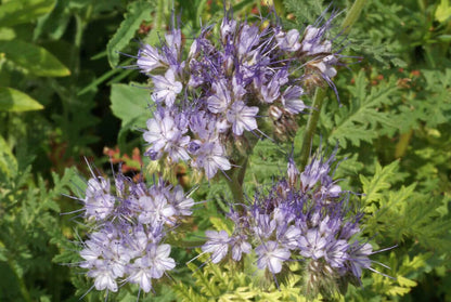  SuperBee Phacelia