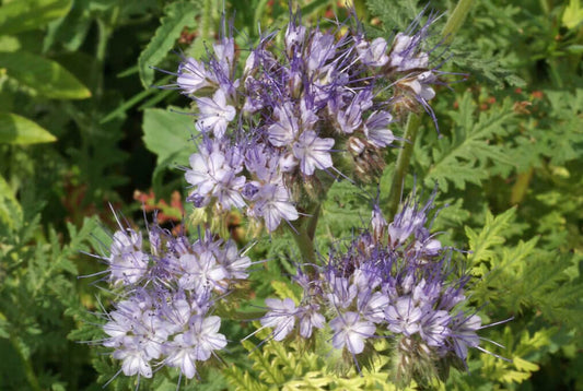  SuperBee Phacelia
