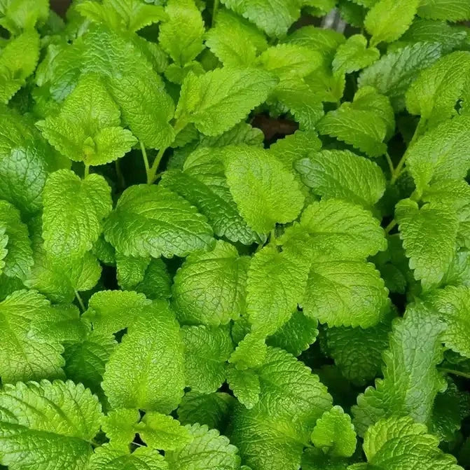  Lemon Balm