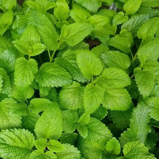  Lemon Balm