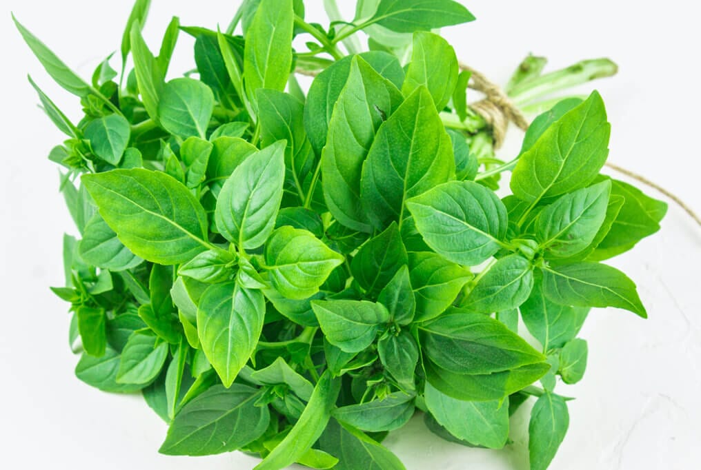  Lemon Basil