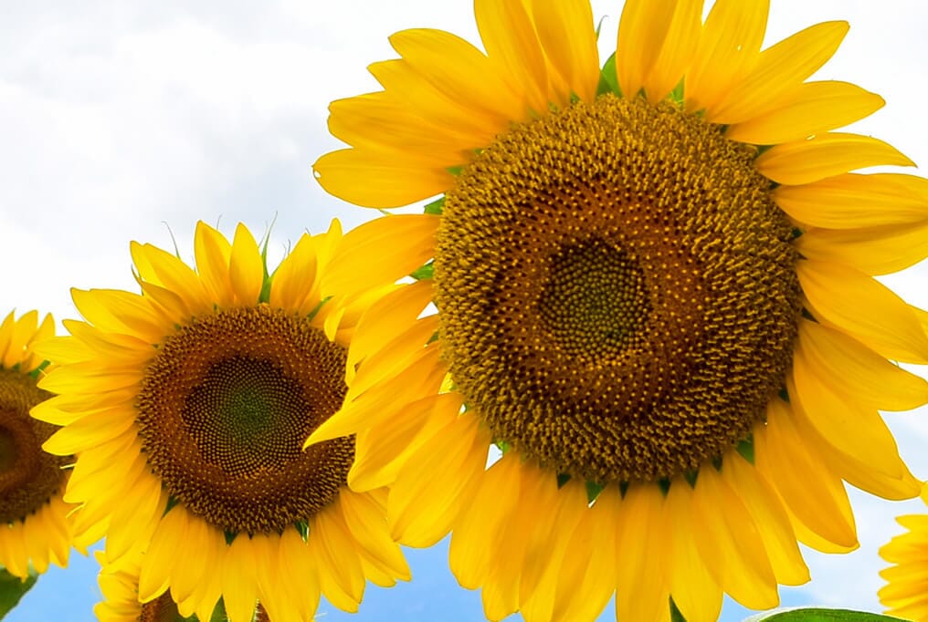  Mammoth Sunflower