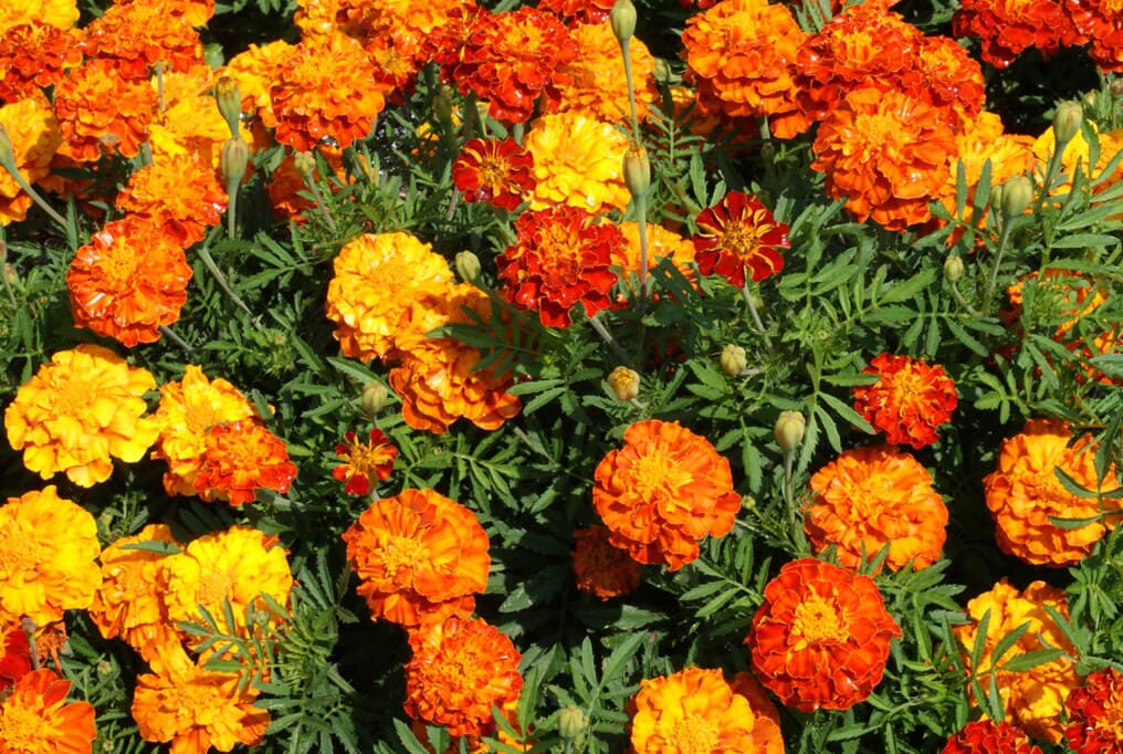  Marigold Sparky Mix