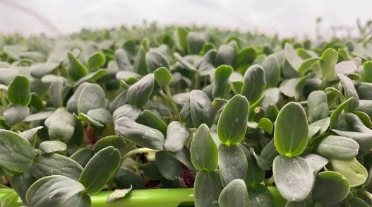  Cantaloupe Microgreens