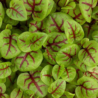  Red Panda Sorrel