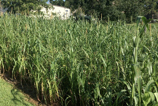  Brown Top Millet