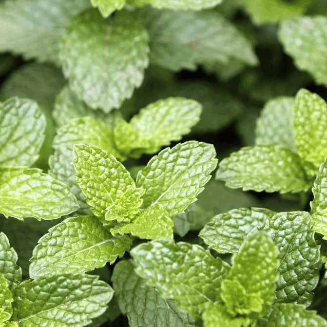  Peppermint