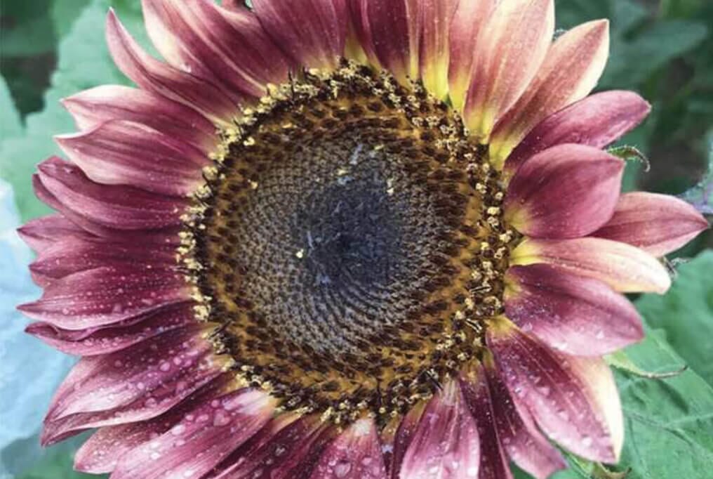  ProCut&reg; Plum Sunflower