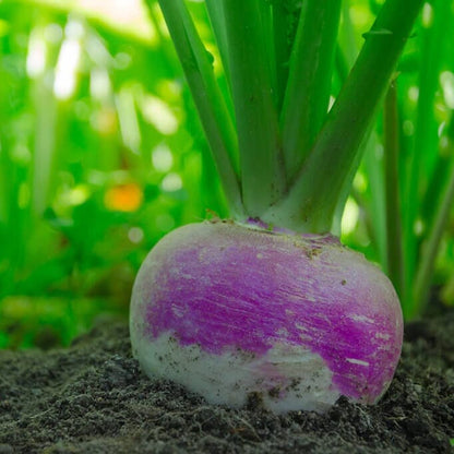  Purple Top Turnip Microgreens