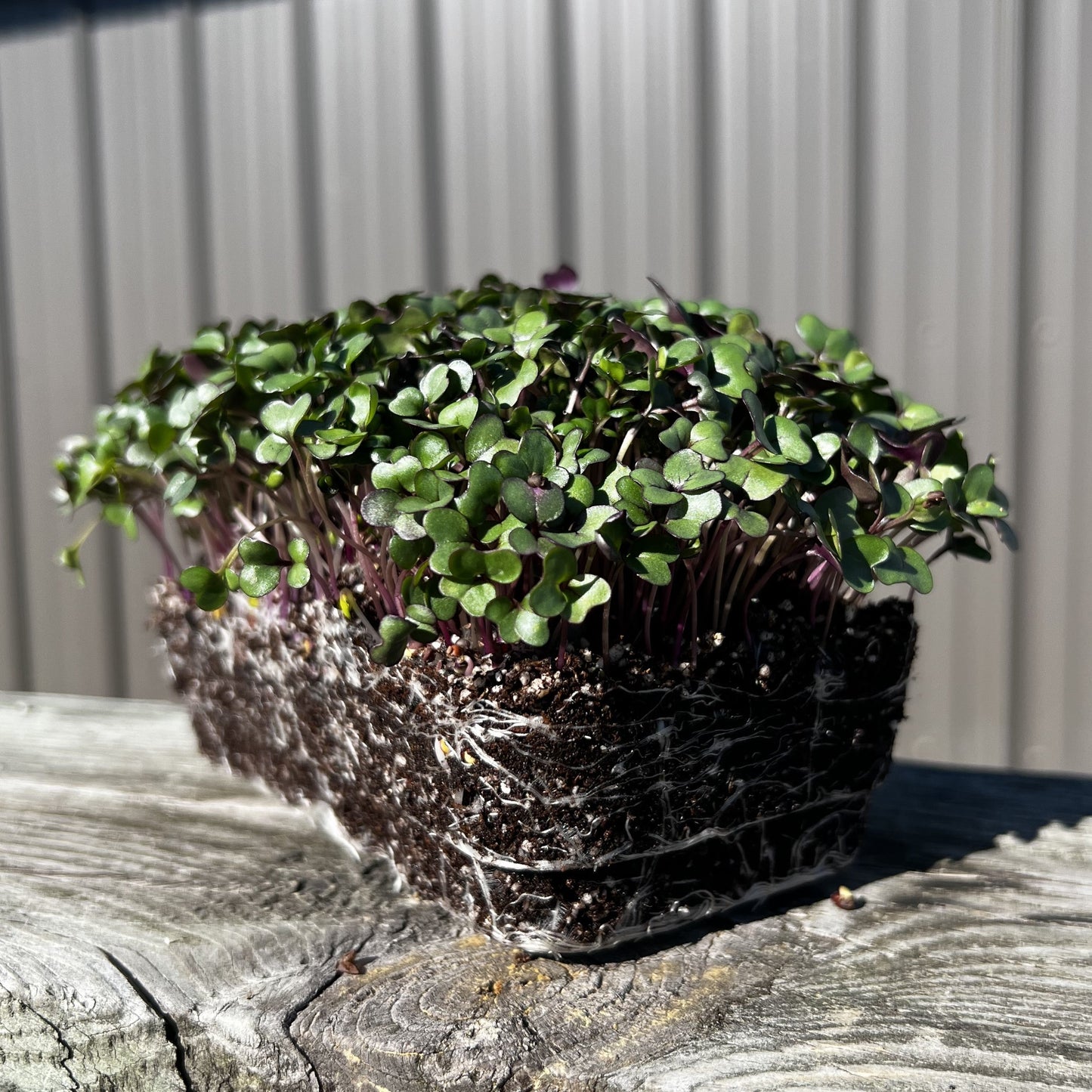  Purple Vienna Kohlrabi Microgreens