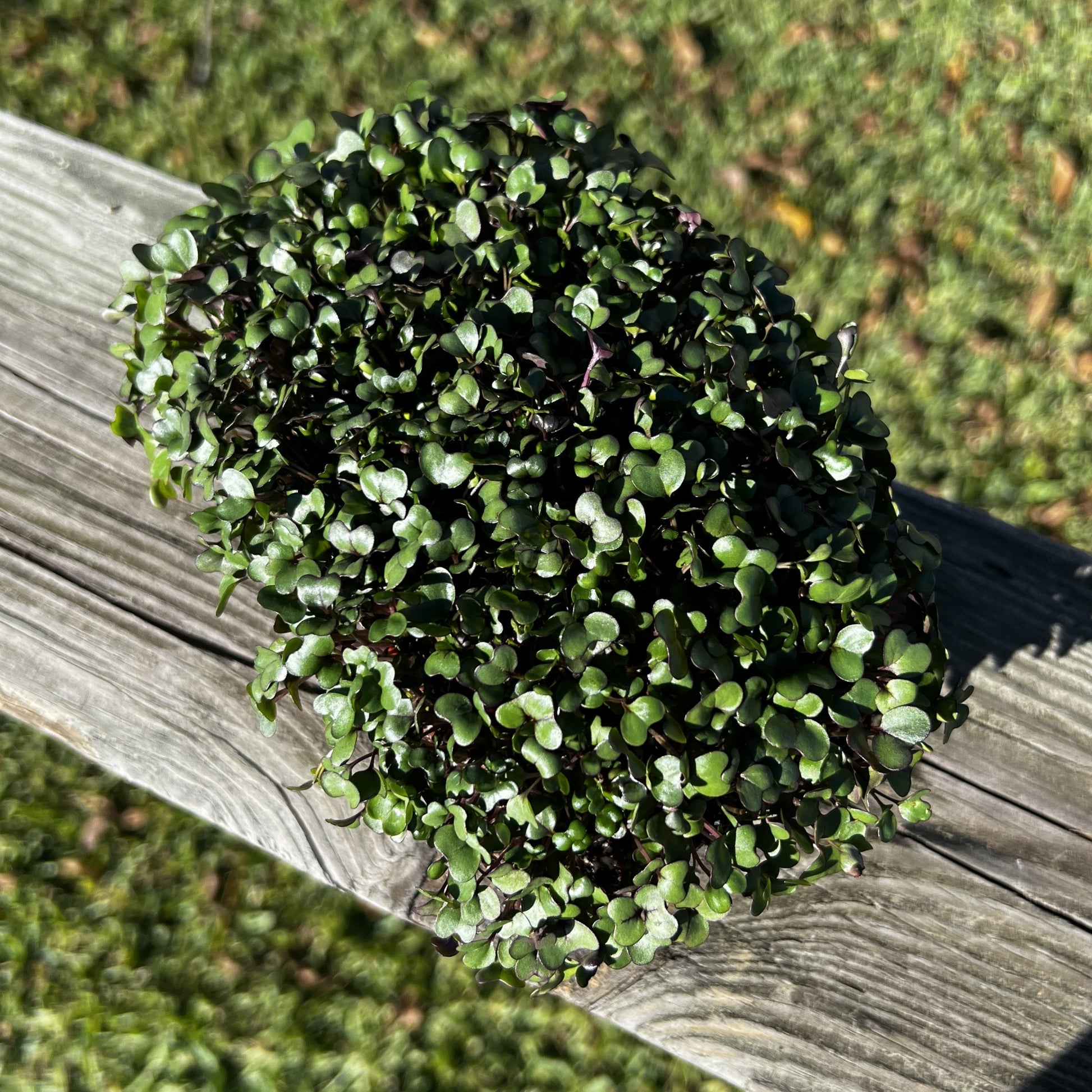  Purple Vienna Kohlrabi Microgreens