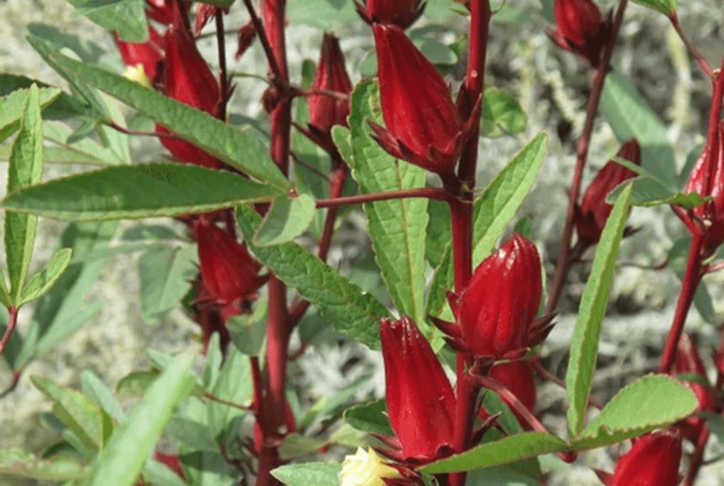  St. Kitts Roselle Hibiscus