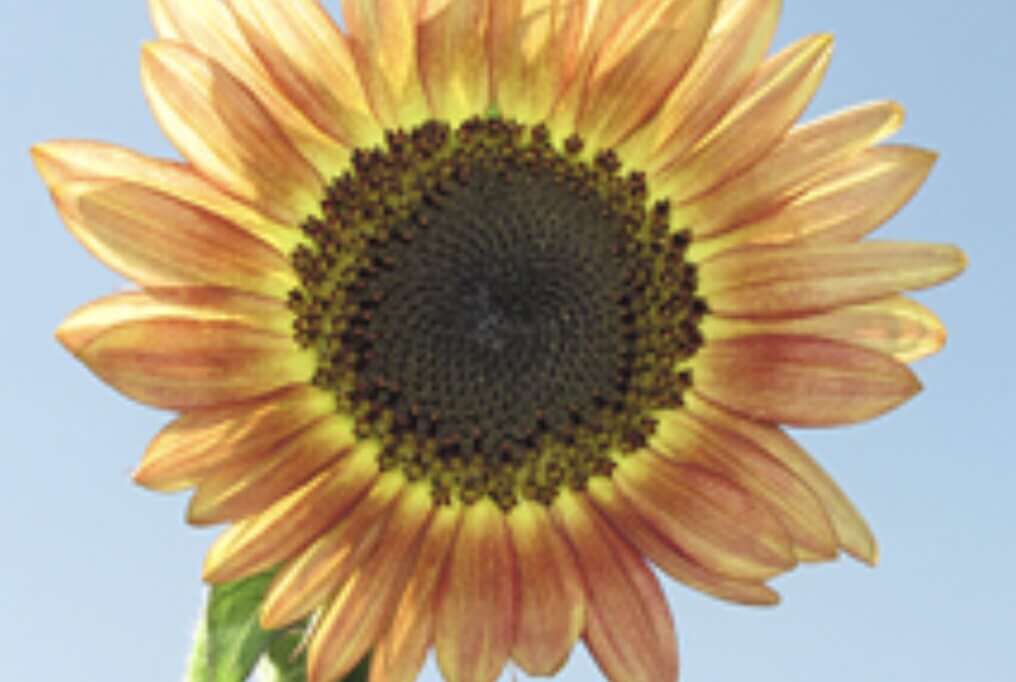  Santa Fe Sunset Sunflower