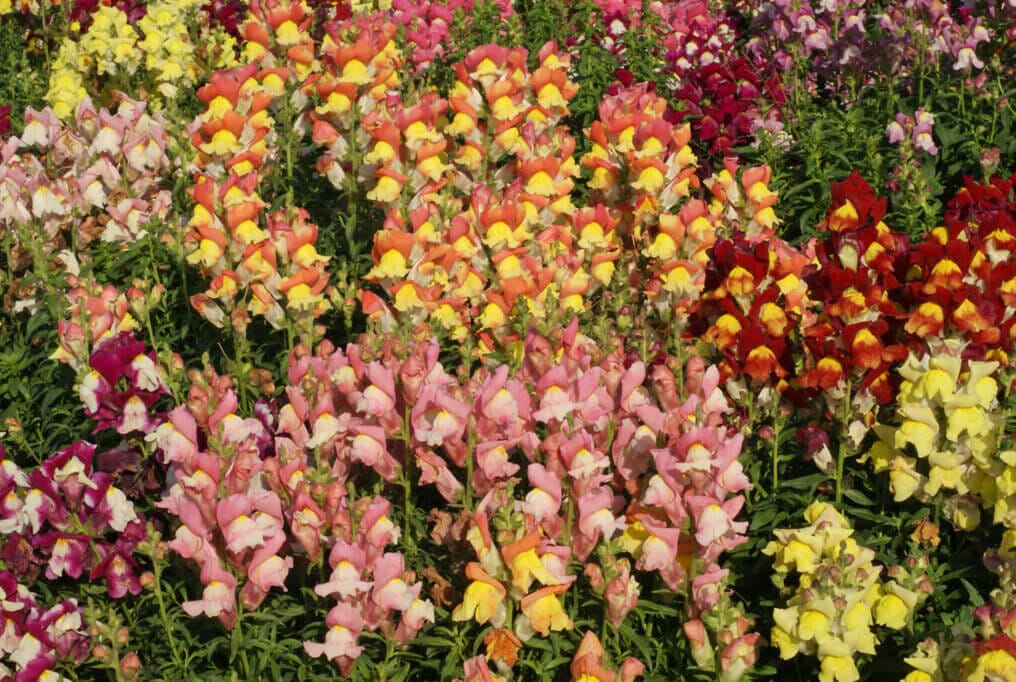  Snapdragon Tetra Mix
