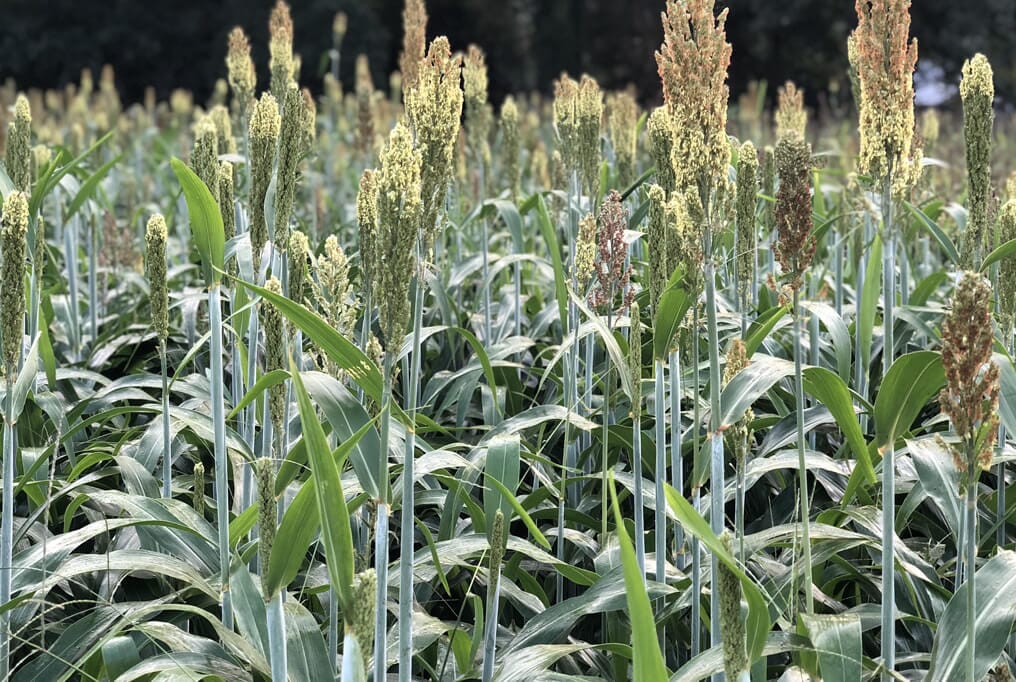  Sorghum Sudangrass