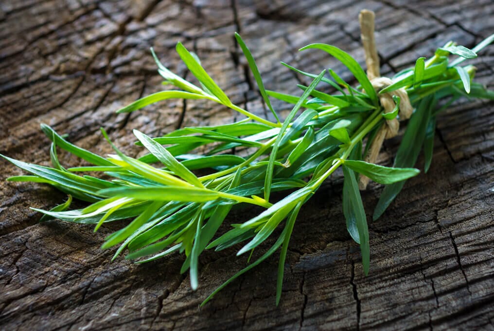  Tarragon