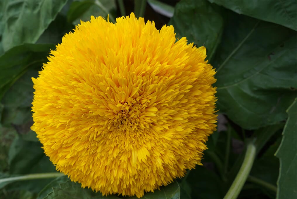  Teddy Bear Sunflower