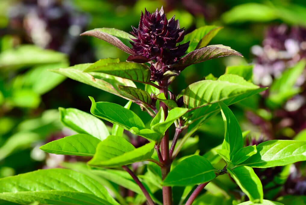  Thai Basil