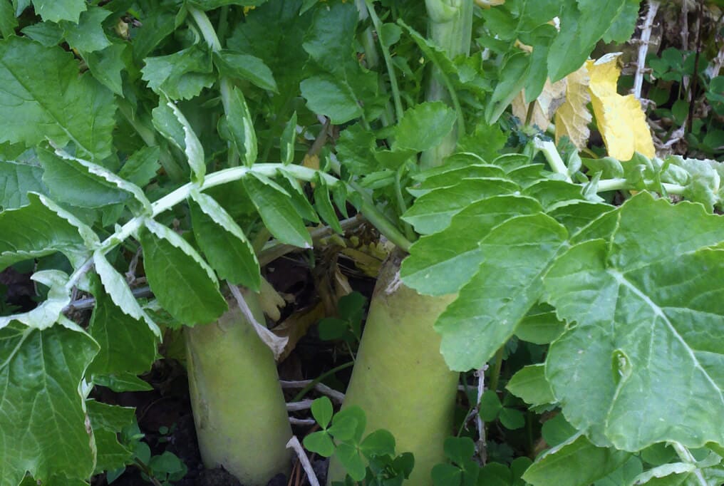 Tillage Radish