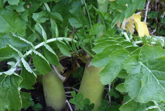  Tillage Radish