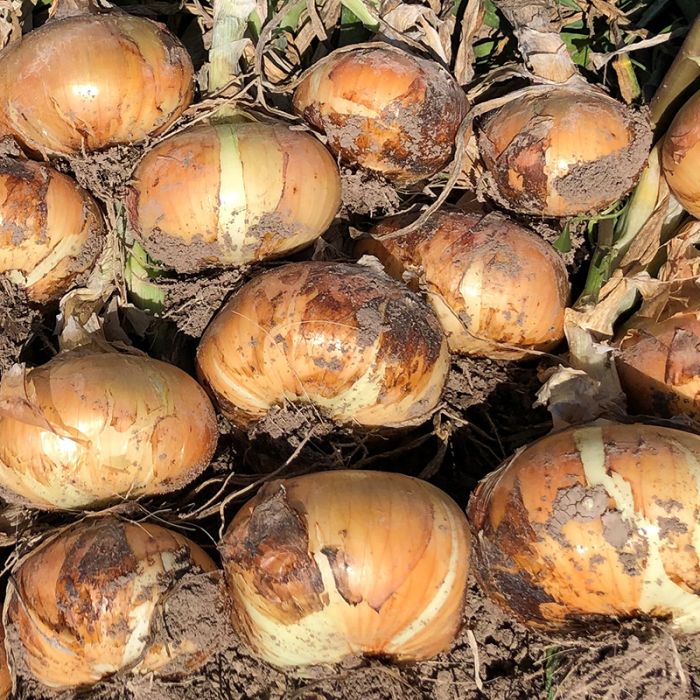  Vidora Hybrid Onion F1