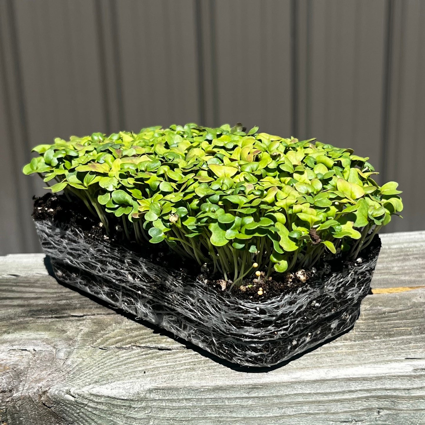  Wasabi Mustard Microgreens