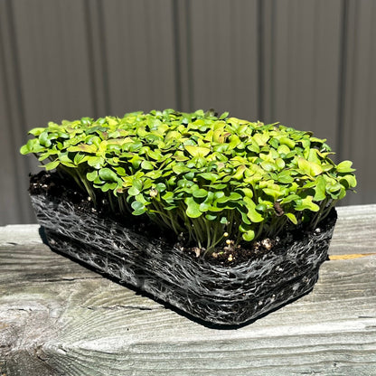  Wasabi Mustard Microgreens