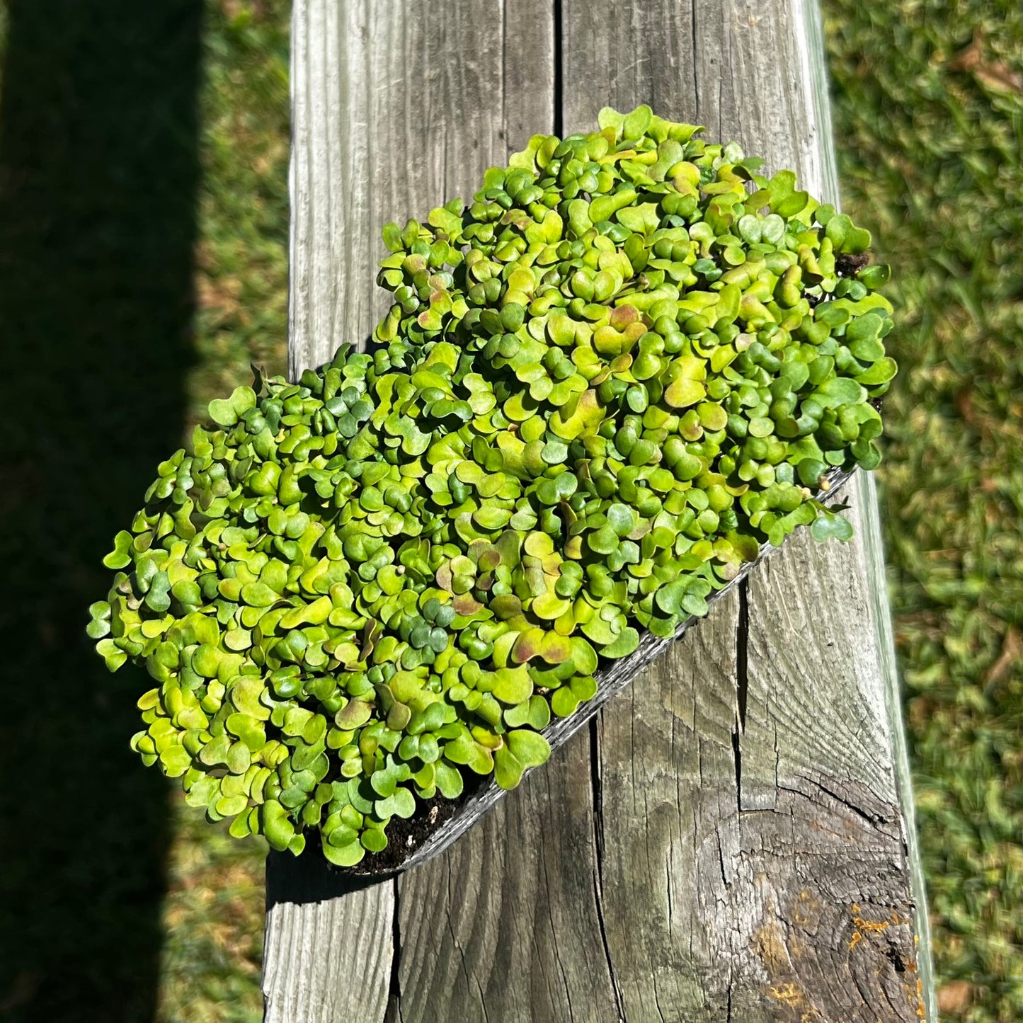  Wasabi Mustard Microgreens