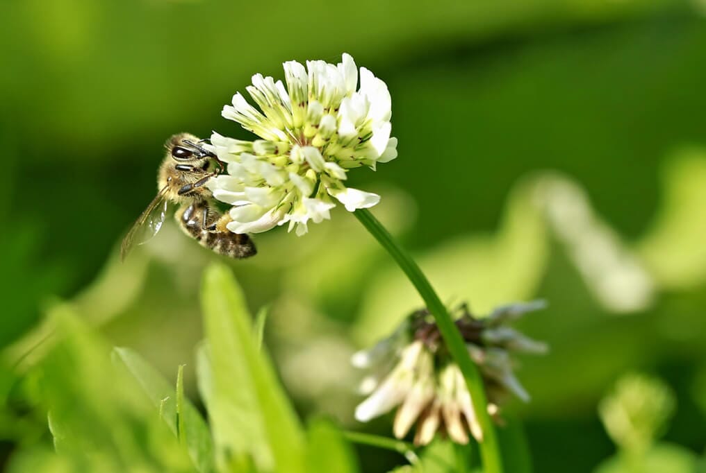  White Dutch Clover