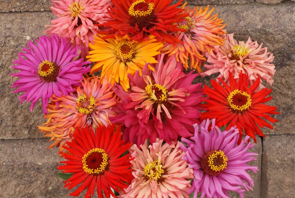  Zinnia Cactus Mix